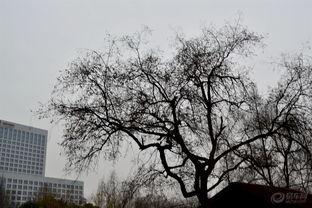 南面 第一季,权谋风云，宫廷秘境的权力角逐